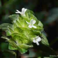 Phaulopsis dorsiflora (Retz.) Santapau